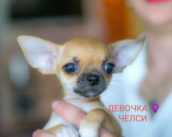 Продажа щенков Чихуахуа в Севастополе фото 10