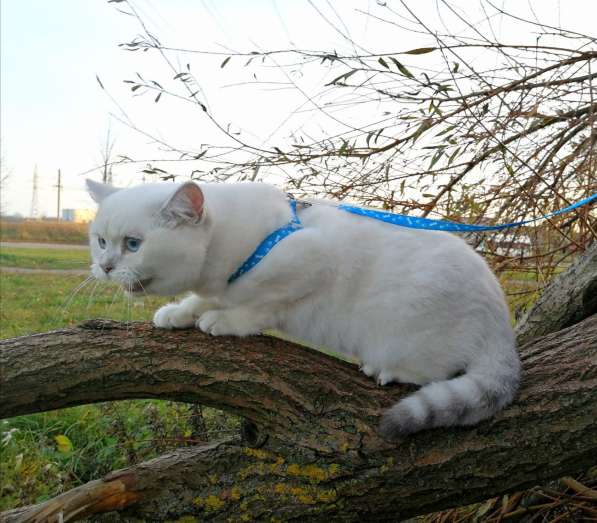 Золотые шиншилки в фото 17