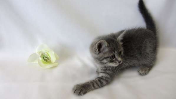 Крутышка малышка - девочка в Москве фото 8