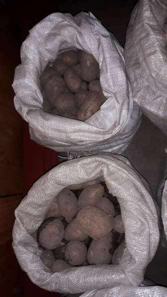 Продажа картофеля в Анжеро-Судженске