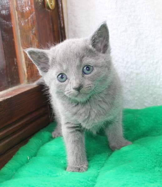 Котята русской голубой в Санкт-Петербурге фото 3