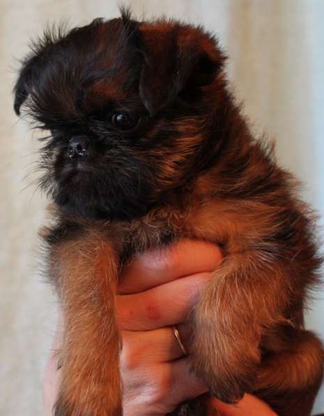 Великолепные щенки гриффона и пти-брабансона. Вязки в Москве фото 22