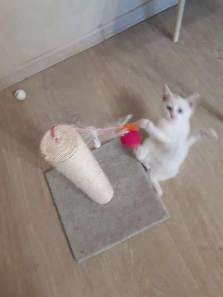 В добрые руки в Саратове фото 13