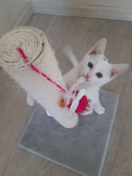 В добрые руки в Саратове фото 6