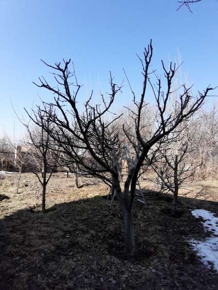 Осенняя/Весенняя обрезка плодовых деревьев в фото 15