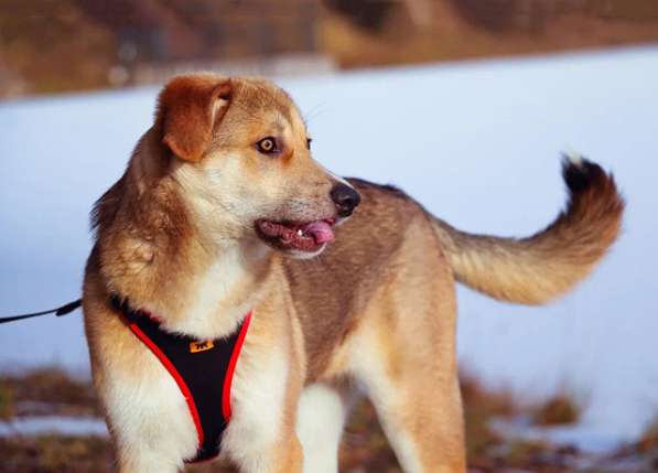 Идеальный компаньон для всей семьи, молодая собака Лесса в Москве фото 5
