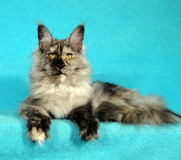 Апельсинки к Новому Году в Рязани фото 48