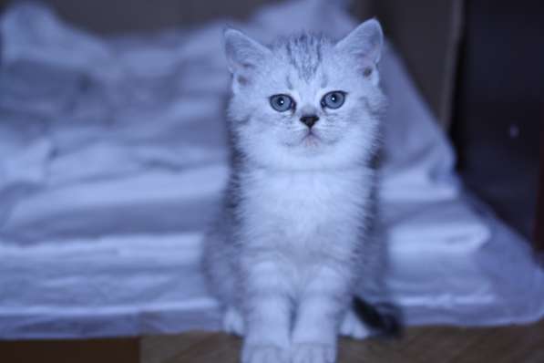 Котята серебристые мрамор пятно в Ярославле фото 5