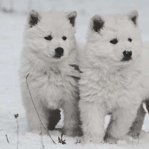 Щенки БШО в Москве фото 56