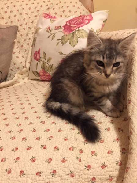 Метис сибирской кошечки! в Москве фото 3