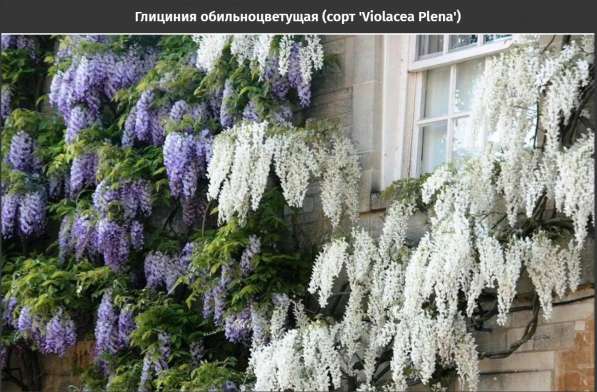 Глициния обильноцветущая (сорт 'Violacea Plena') в Краснодаре фото 5