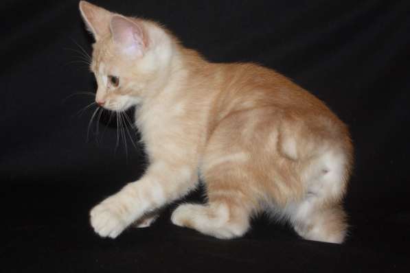 Курильский бобтейл - котята золотого окраса в Краснодаре фото 37