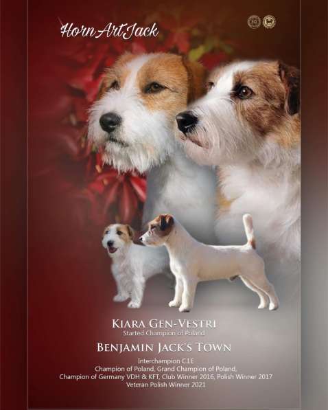 Щенки Джек Расселл Терьера FCI в фото 4