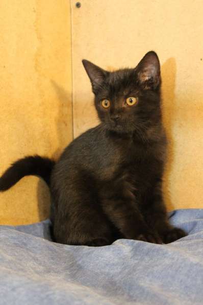 Грациозные угольно-черные котята в Санкт-Петербурге фото 29