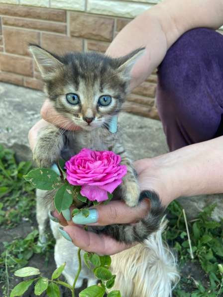 Котята от шотландской кошки