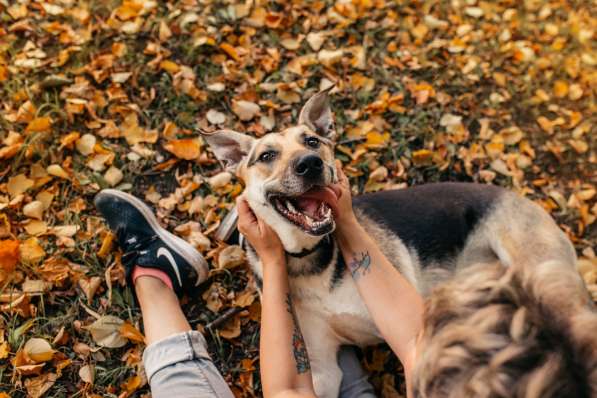 Собака-олененок Одри ждет свою семью! в Москве фото 7