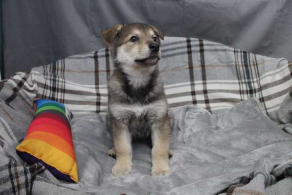 Черный щенок со звездочкой на груди в Санкт-Петербурге фото 33