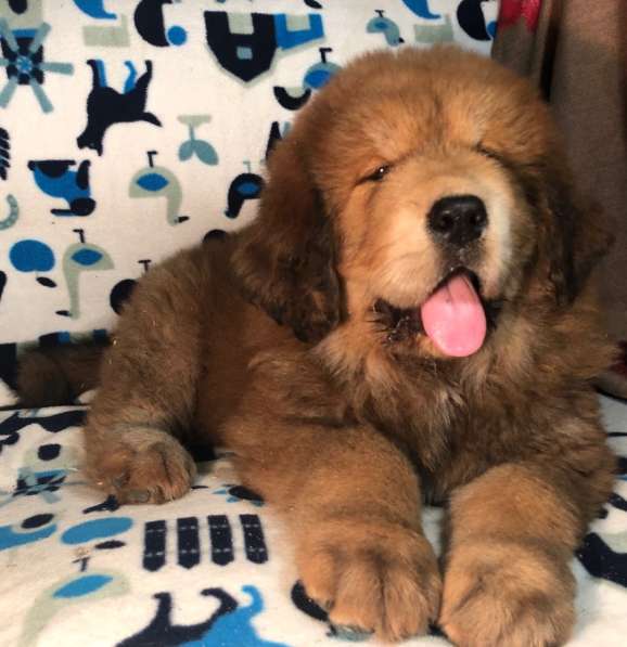 Тибетский мастиф щенки в Твери фото 32