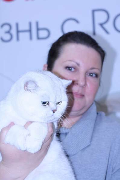 Британский кот для вязки в Москве фото 3