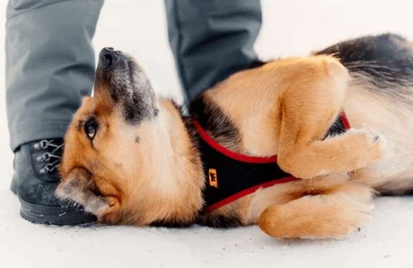 Очаровательная собачка Лила ищет семью в Москве фото 5