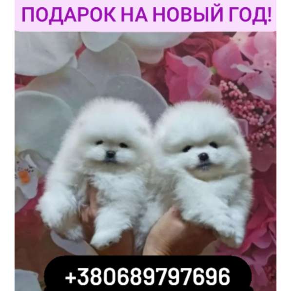 Белое счастье! Продам померанских шпицов!