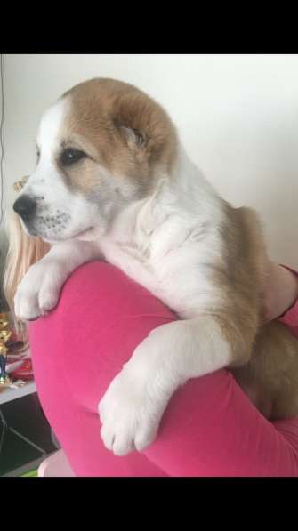 АЛАБАИ ЩЕНКИ в фото 15