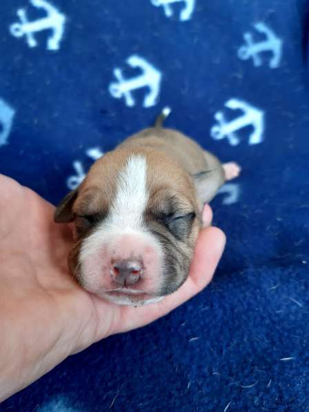 Милые мальчики и девочки Амстаффа резерв ркф в Москве фото 41