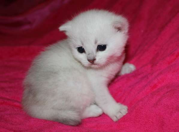 Котик Поль в Санкт-Петербурге фото 9