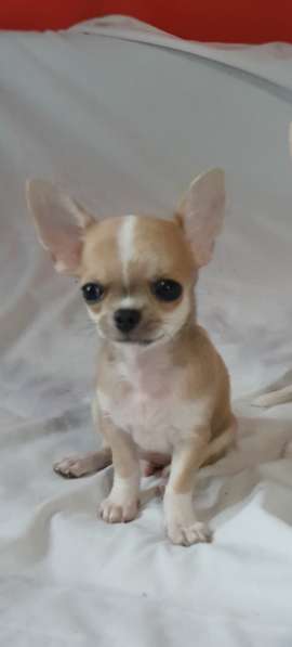 Chihuahua. Mini boy. Red sable
