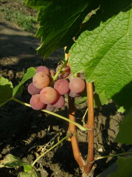 Саженцы беспроблемных сортов винограда в Севастополе