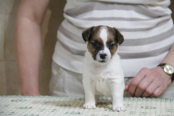 Щенки джек рассел терьера в Реутове фото 4