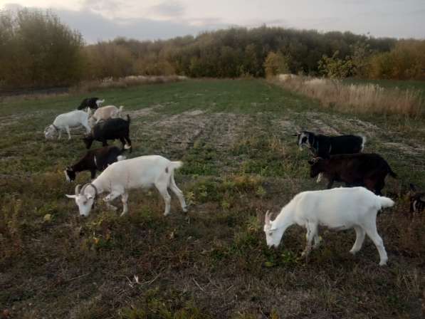 Срочно продаю коз в Липецке фото 4