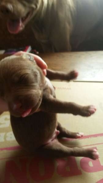 Щенки питбуля в Москве фото 25