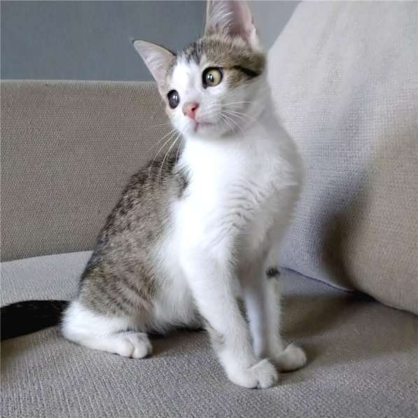 Вертушка, котенок 4 мес в добрые руки