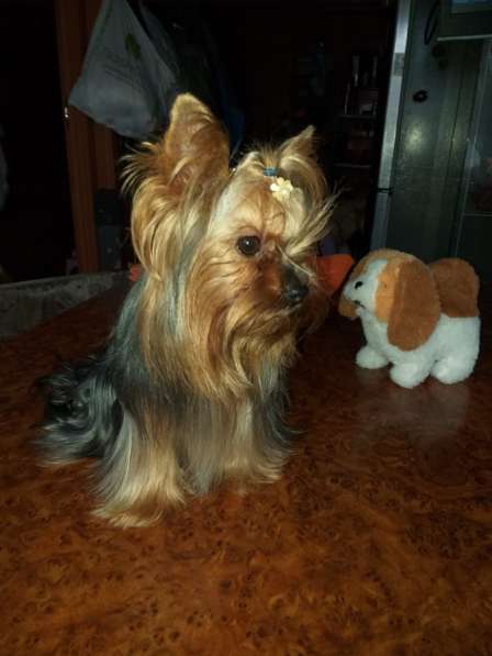 Мини Йорки в Москве фото 5