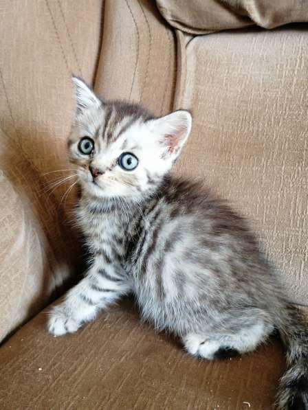 Шотландские котята в фото 22