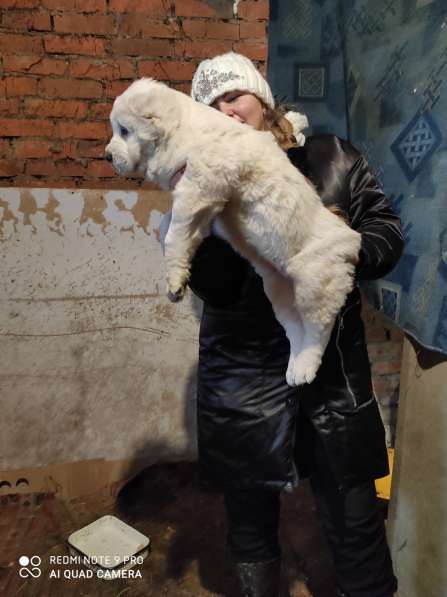 Щенки Среднеазиатской овчарки в Москве