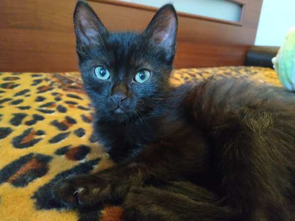 Котенок черный (метис Бомбейской кошки) в фото 14