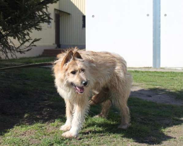 Мила ищет дом и семью! в Москве фото 11