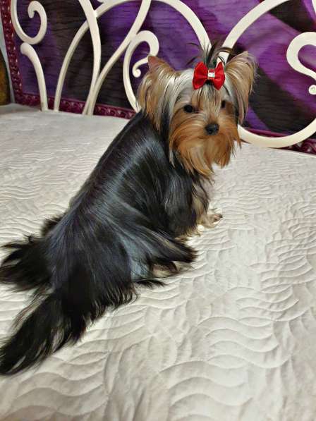 МИНИ ЙОРШИРЕНОК ПОДРОЩЕННЫЙ в Москве фото 6