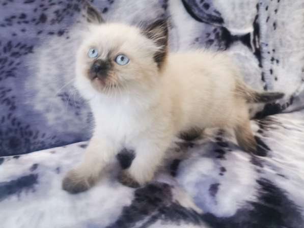 Котята рэгдолл в Санкт-Петербурге