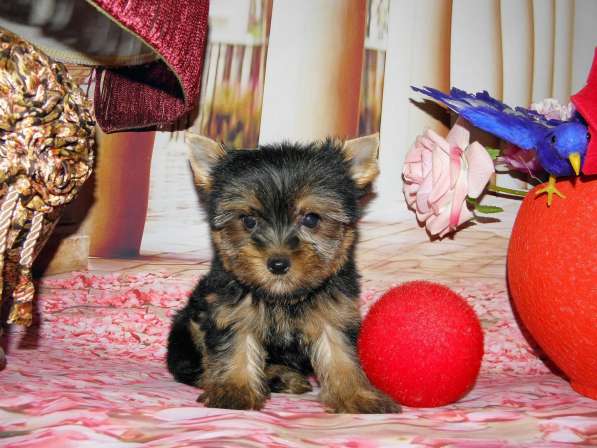 Мальчики йоркширского терьера в Москве фото 22