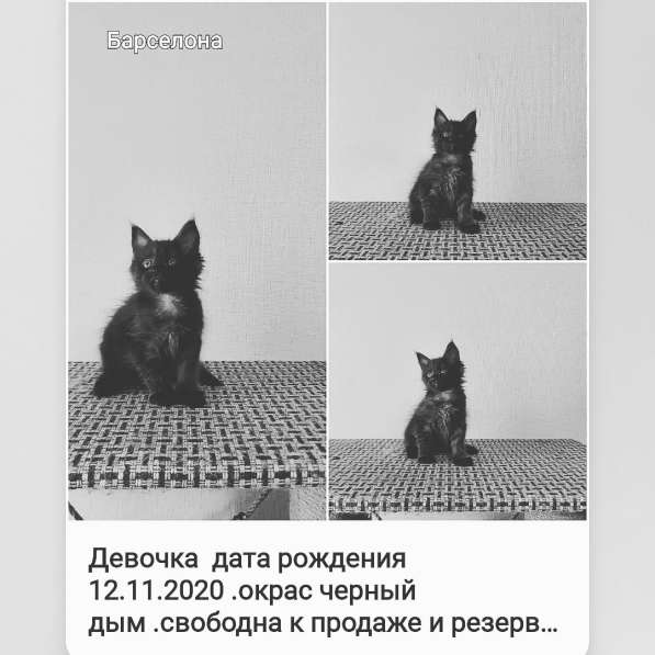 Котята Мейн Кун в Нижнем Новгороде фото 10