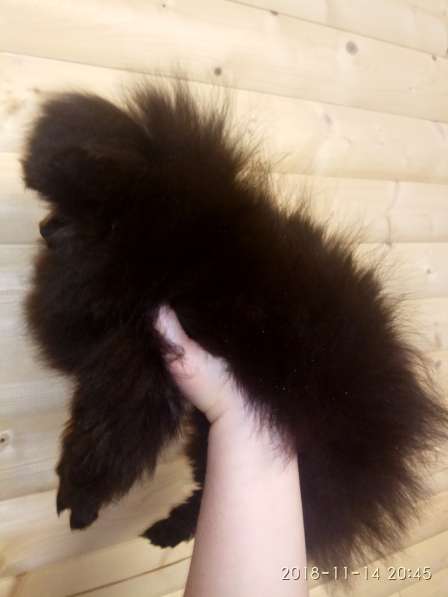 Подросток шпица в Санкт-Петербурге