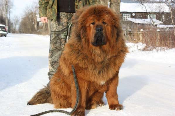 Кобели Тибетского мастифа для вязки