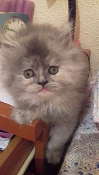 Котята персы в фото 8