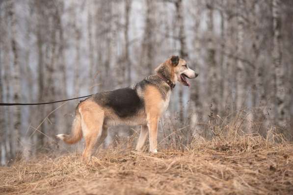 Молодой энергичный Майор ищет семью в Москве фото 61