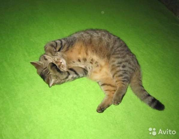 Кот британецТема ходит на унитаз в Тольятти
