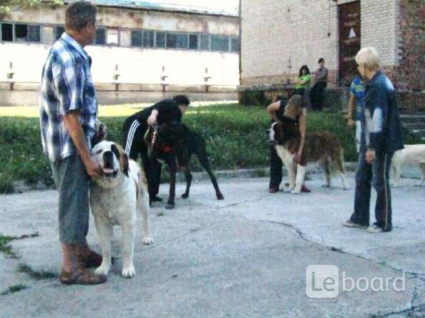 Общий курс послушания и ринговая дрессировка собак в Новосибирске фото 6