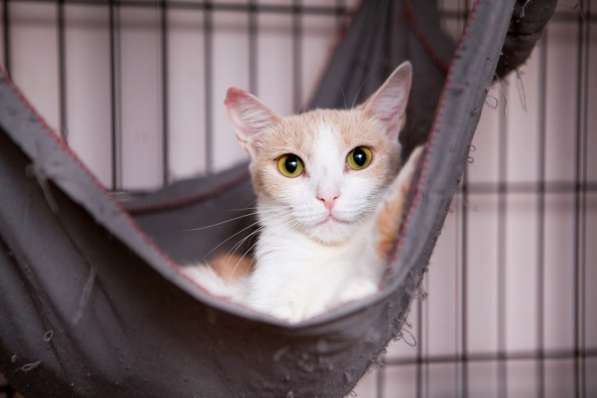 Ванесса - жертва человеческого безразличия в Москве фото 3